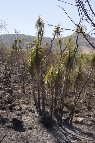 Dracaena ellenbeckiana image