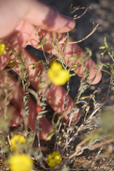 Camissonia kernensis gilmanii