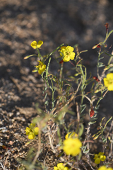 Camissonia kernensis gilmanii