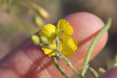 Camissonia kernensis gilmanii