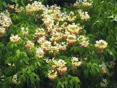 Crateva unilocularis