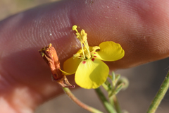 Camissonia kernensis gilmanii