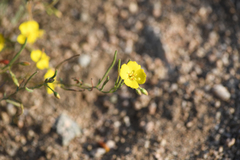 Camissonia kernensis gilmanii