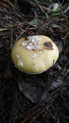 Amanita toxica