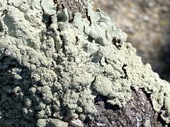 Flavoparmelia caperata