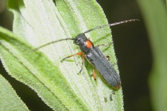 Phytoecia