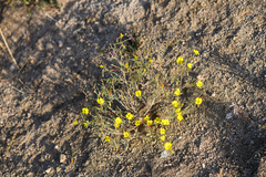 Camissonia kernensis gilmanii