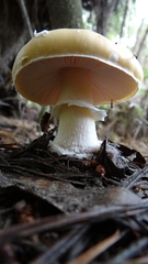 Amanita toxica