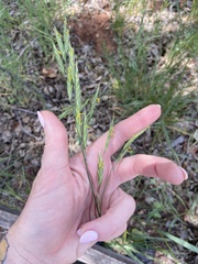 Bromus marginatus