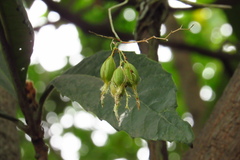 Barkeria obovata