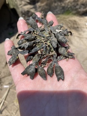 Fucus