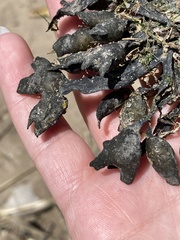 Fucus