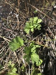Delphinium viridescens