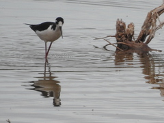 Himantopus mexicanus