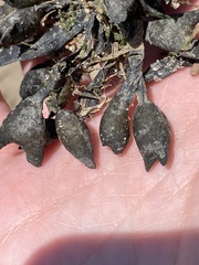 Fucus