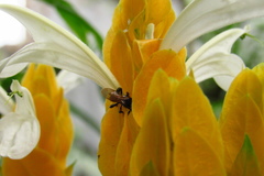 Trigona fulviventris