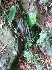 Haplopteris anguste-elongata