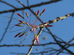 Fouquieria macdougalii