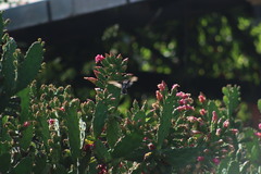 Heliomaster constantii