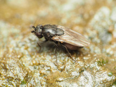 Leptocera
