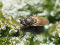 Leptocera