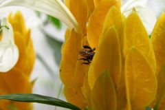 Trigona fulviventris