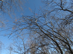 Fouquieria macdougalii