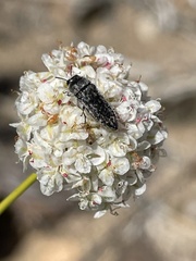 Acmaeodera atactospilota