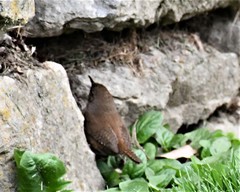 Troglodytes hiemalis