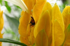 Trigona fulviventris