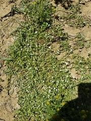 Plagiobothrys bracteatus