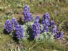 Lupinus saxosus