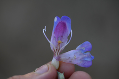Penstemon incertus