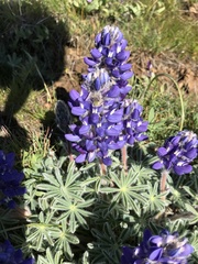 Lupinus saxosus