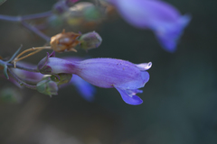Penstemon incertus