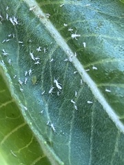 Aphididae