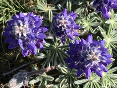 Lupinus saxosus