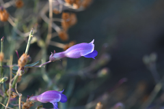 Penstemon incertus