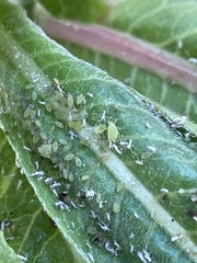 Aphididae