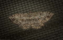 Psilalcis isombra