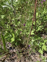 Vicia sativa