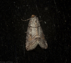 Calathusa hypotherma