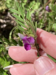 Vicia sativa