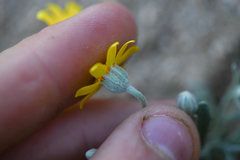 Eriophyllum ambiguum