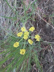 Lomatium triternatum triternatum