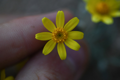 Eriophyllum ambiguum