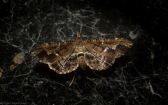 Merodictya marmorata