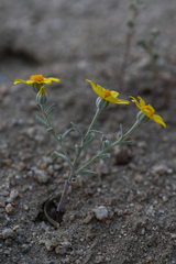 Eriophyllum ambiguum