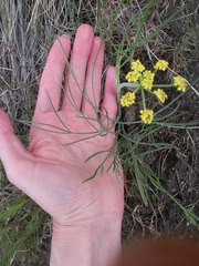 Lomatium triternatum triternatum