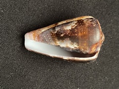 Conus purpurascens